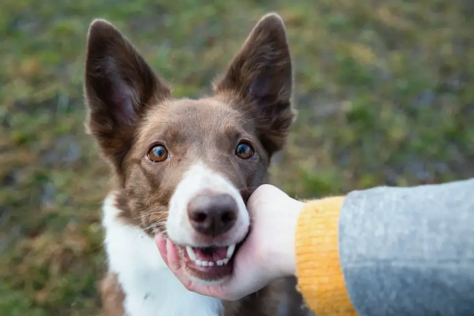 A dog taking a soft chew treat from its owner's hand