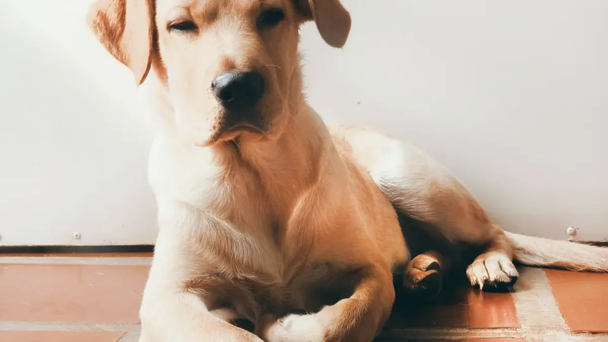 A gray-muzzled golden retriever lying calmly on a kitchen floor
