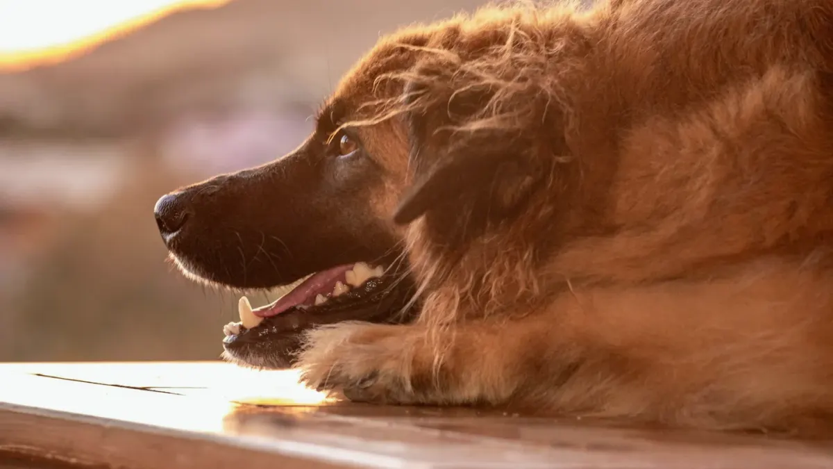 A gray-muzzled golden retriever lying calmly on a wooden porch