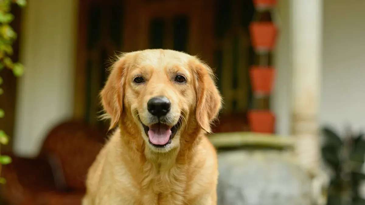 A graying golden retriever pausing partway up a set of porch stairs