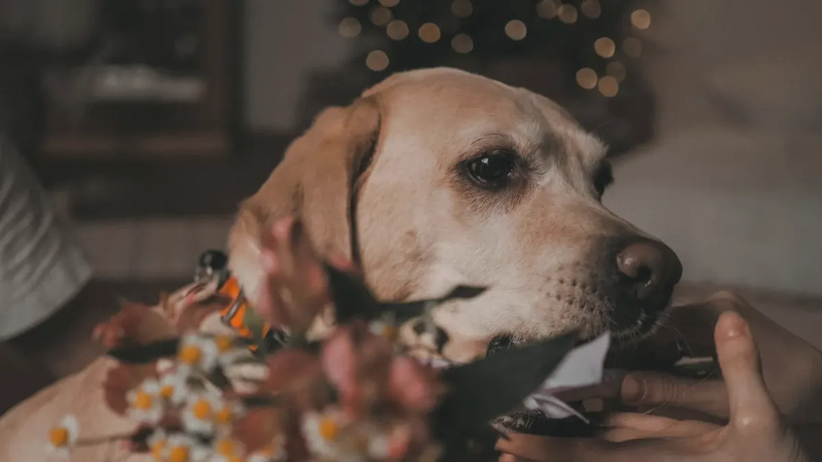 A graying senior golden retriever accepting a chew treat from its owner's hand