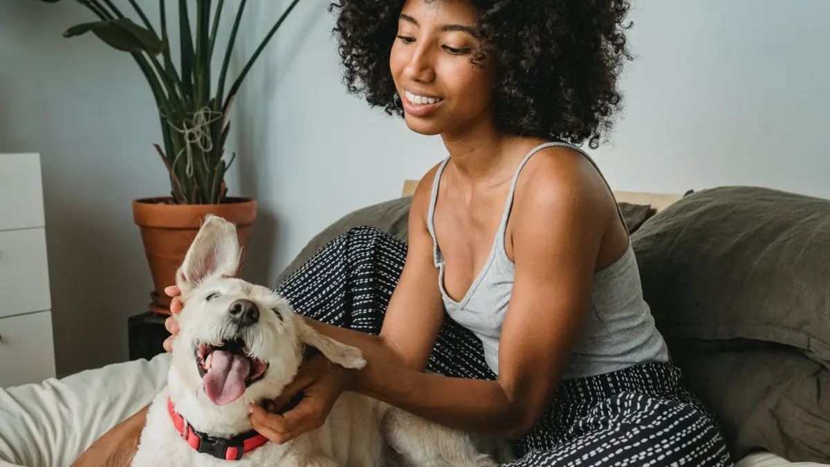 A senior dog resting on an orthopedic bed while an owner checks in