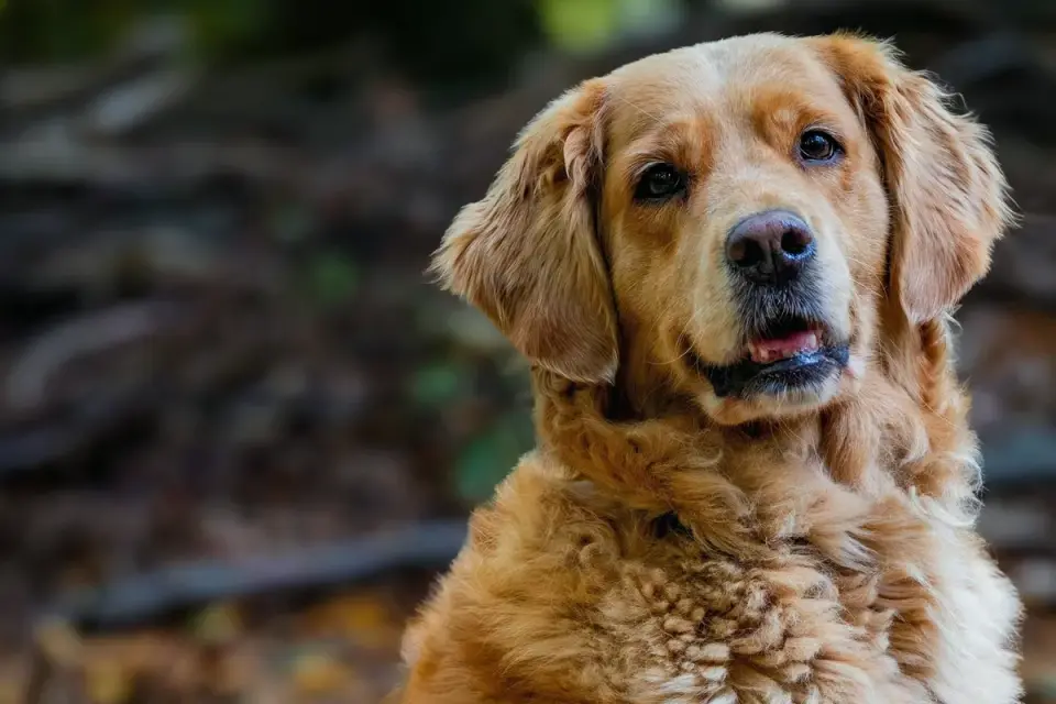 A senior golden retriever standing at the base of a staircase, weight shifted off one hind leg