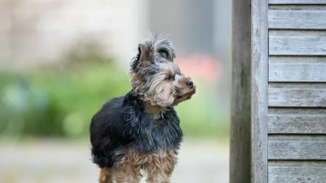 A small dog standing near its water bowl in a kitchen