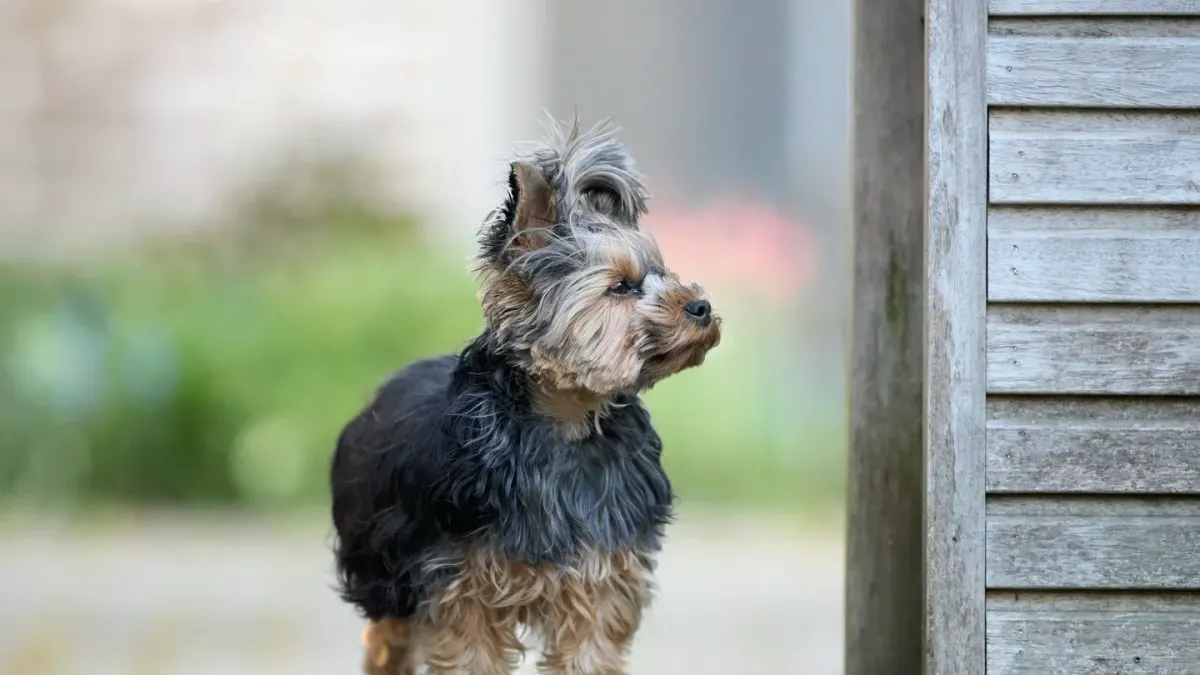 A small dog standing near its water bowl in a kitchen