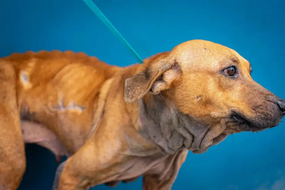 A veterinarian examining a dog's abdomen during a wellness exam