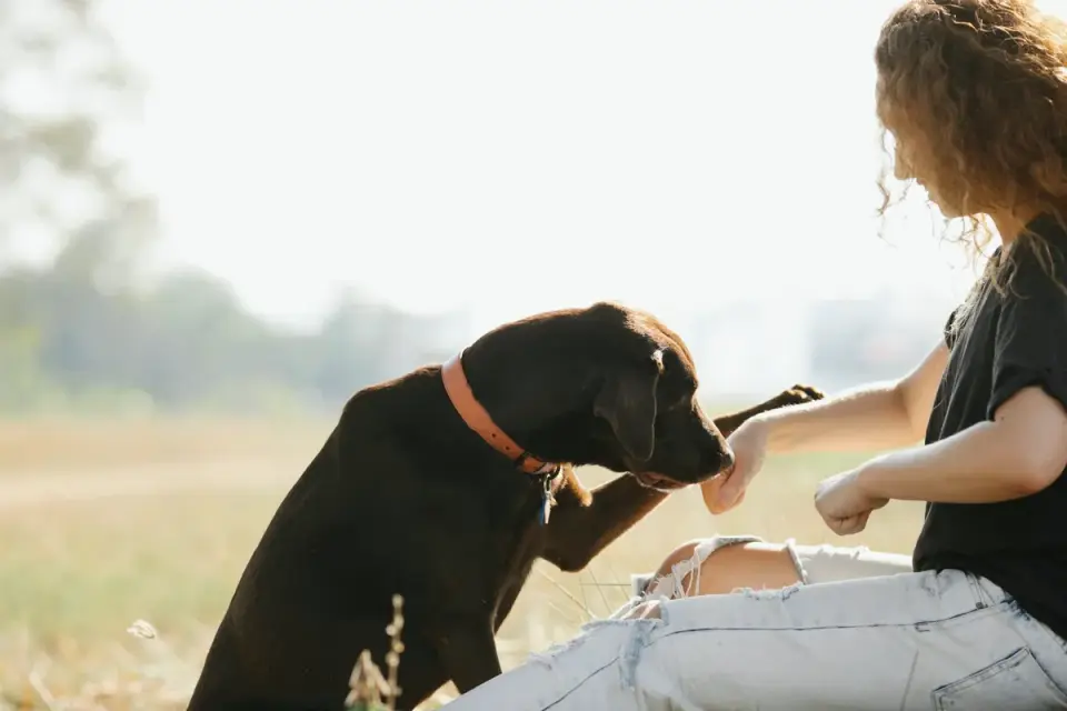 A veterinarian gently checking a senior Labrador's hips and hind legs
