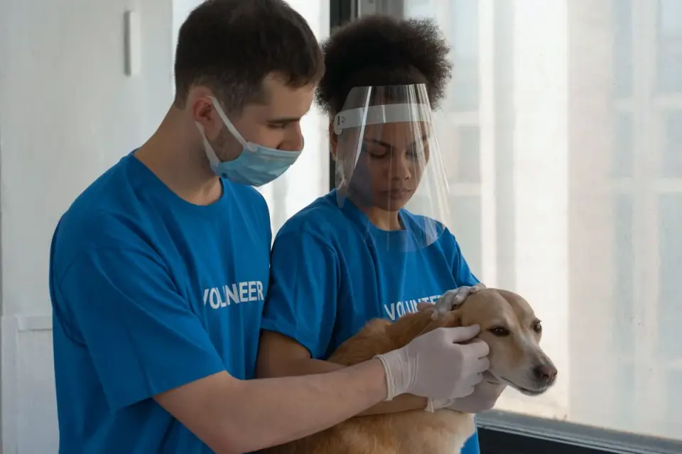 A veterinarian gently examining a dog's abdomen on an exam table