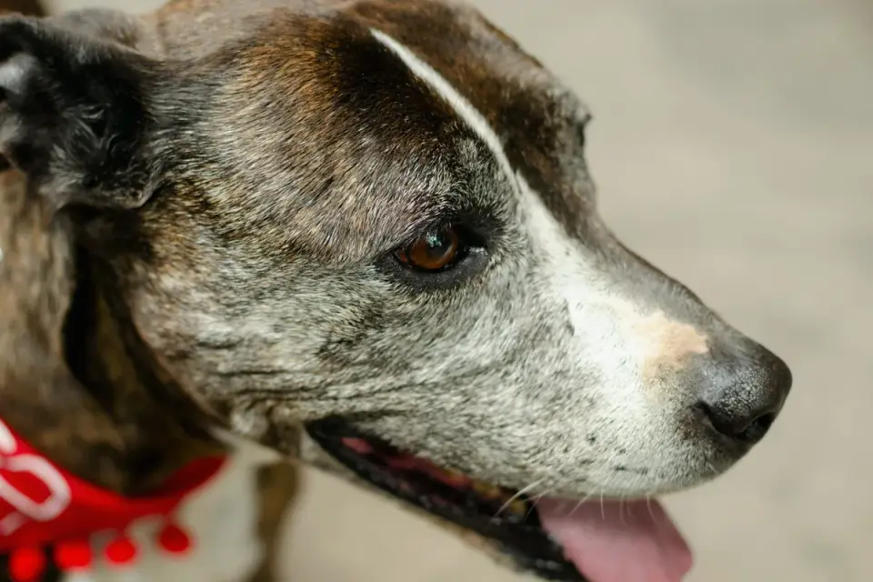 A veterinarian gently examining a graying senior dog's face during a wellness exam
