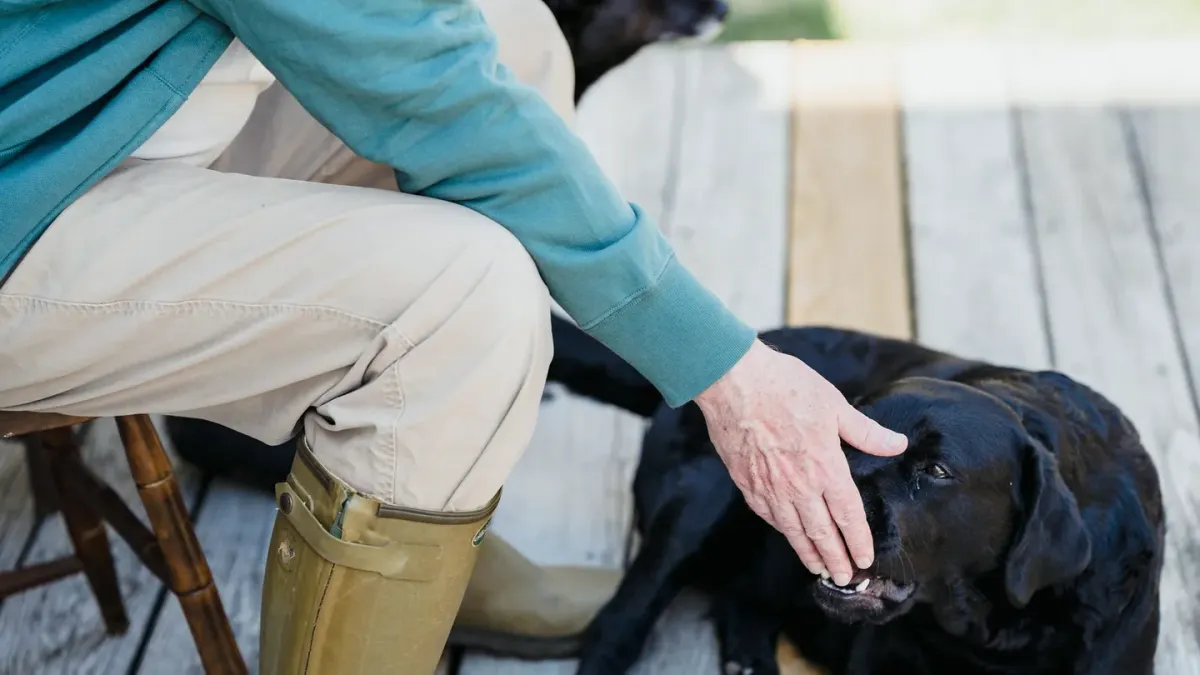 An owner offering a senior dog a soft chew treat in a home kitchen