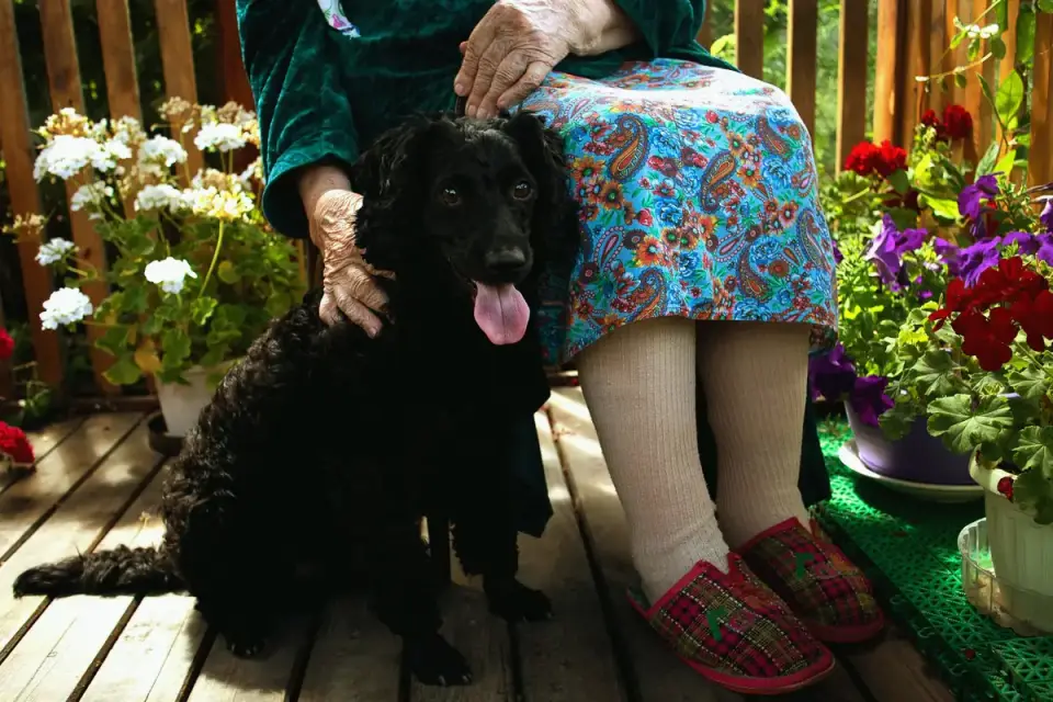 An owner offering a senior dog a soft chew treat in a home kitchen