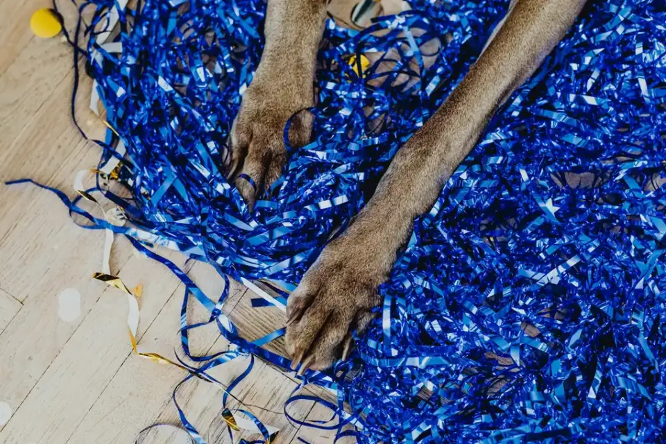 Close-up of a senior dog's paw resting on a hardwood floor