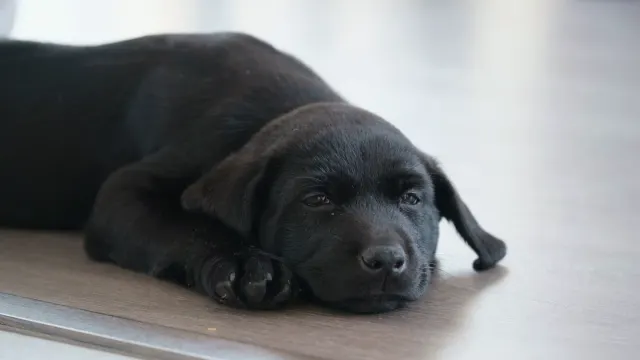 Dog resting at home
