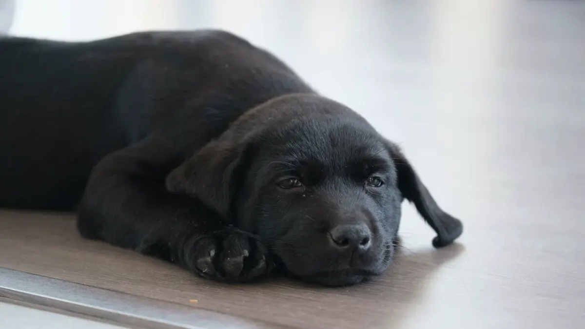 Dog resting at home