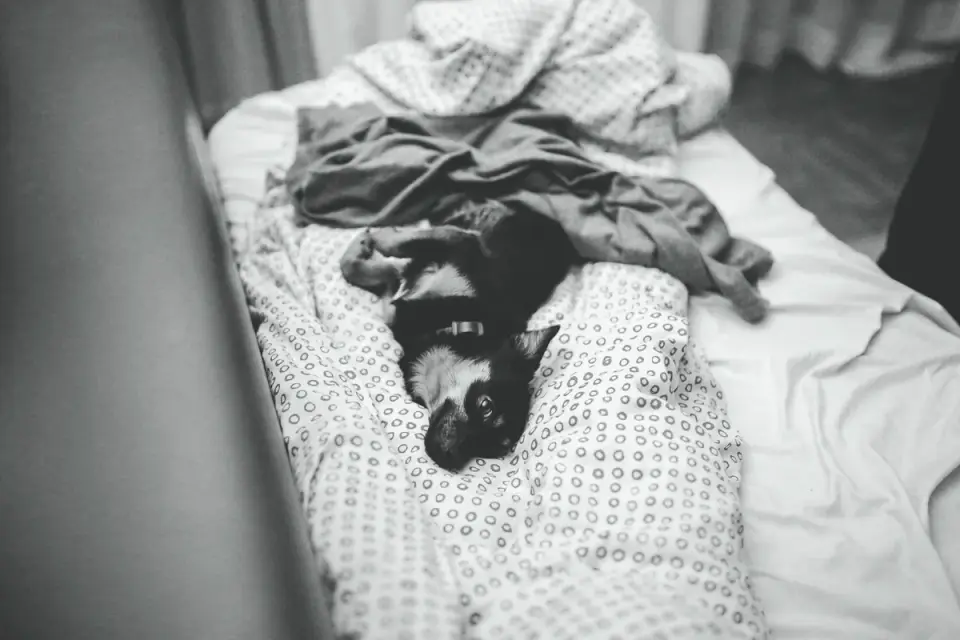Dog resting at home