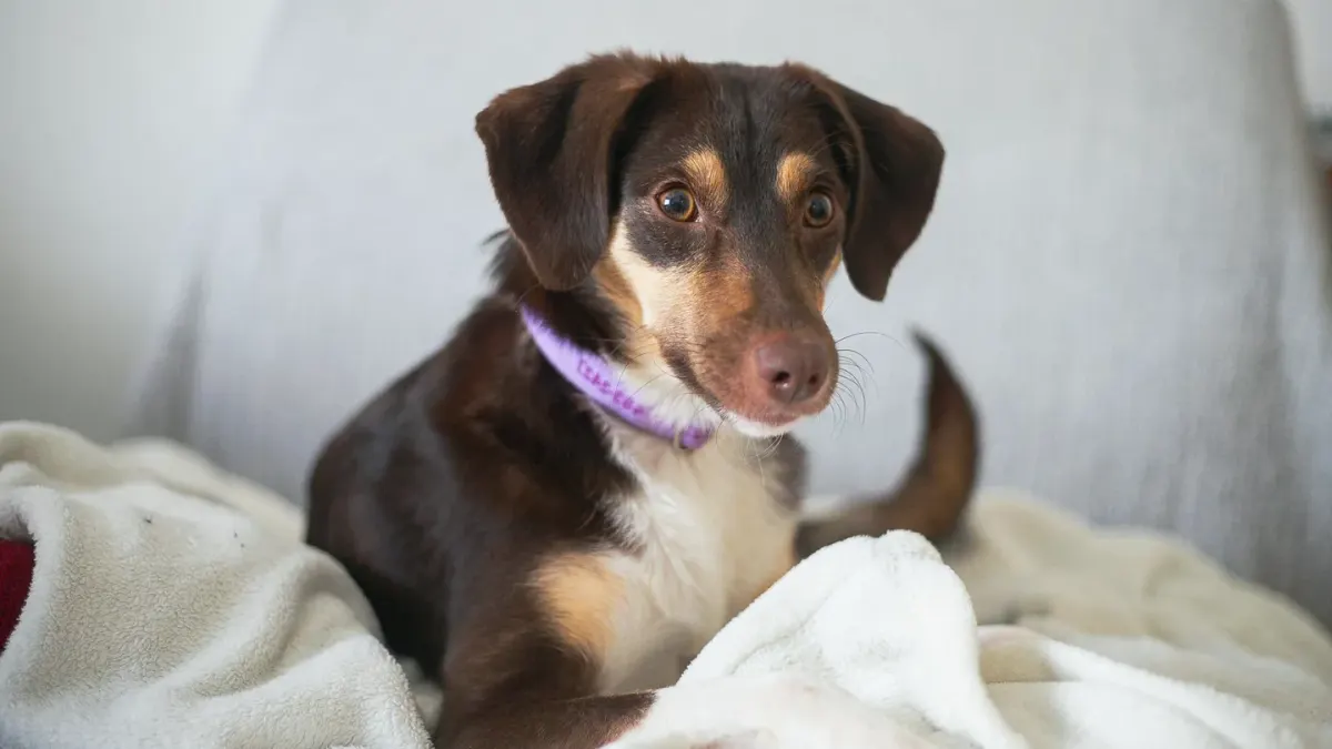 Dog resting at home