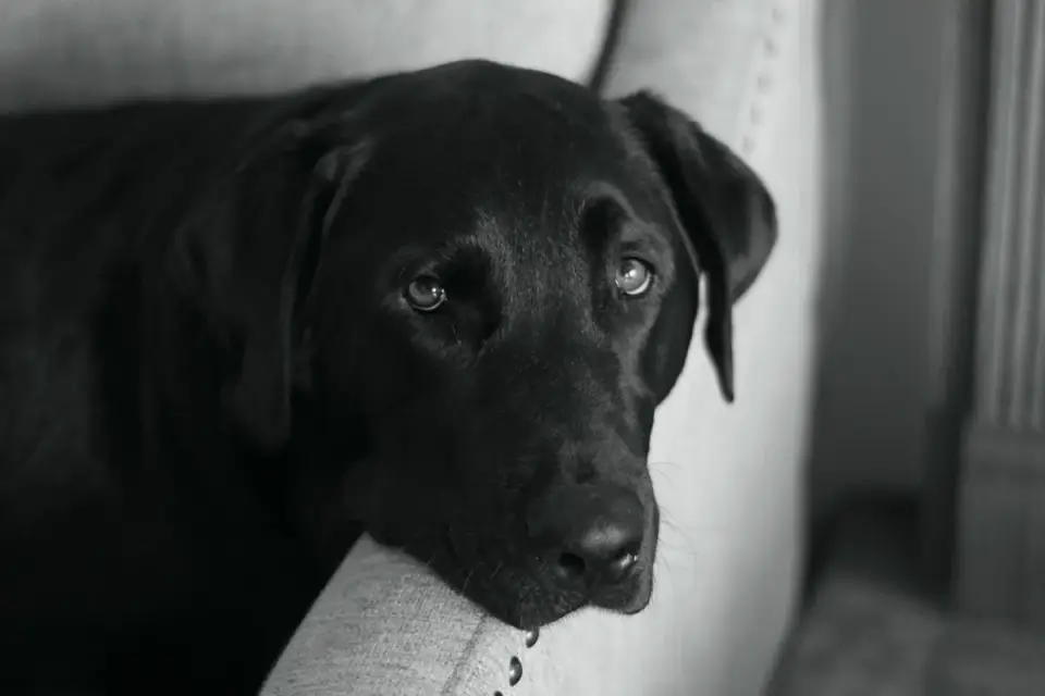 Dog resting at home
