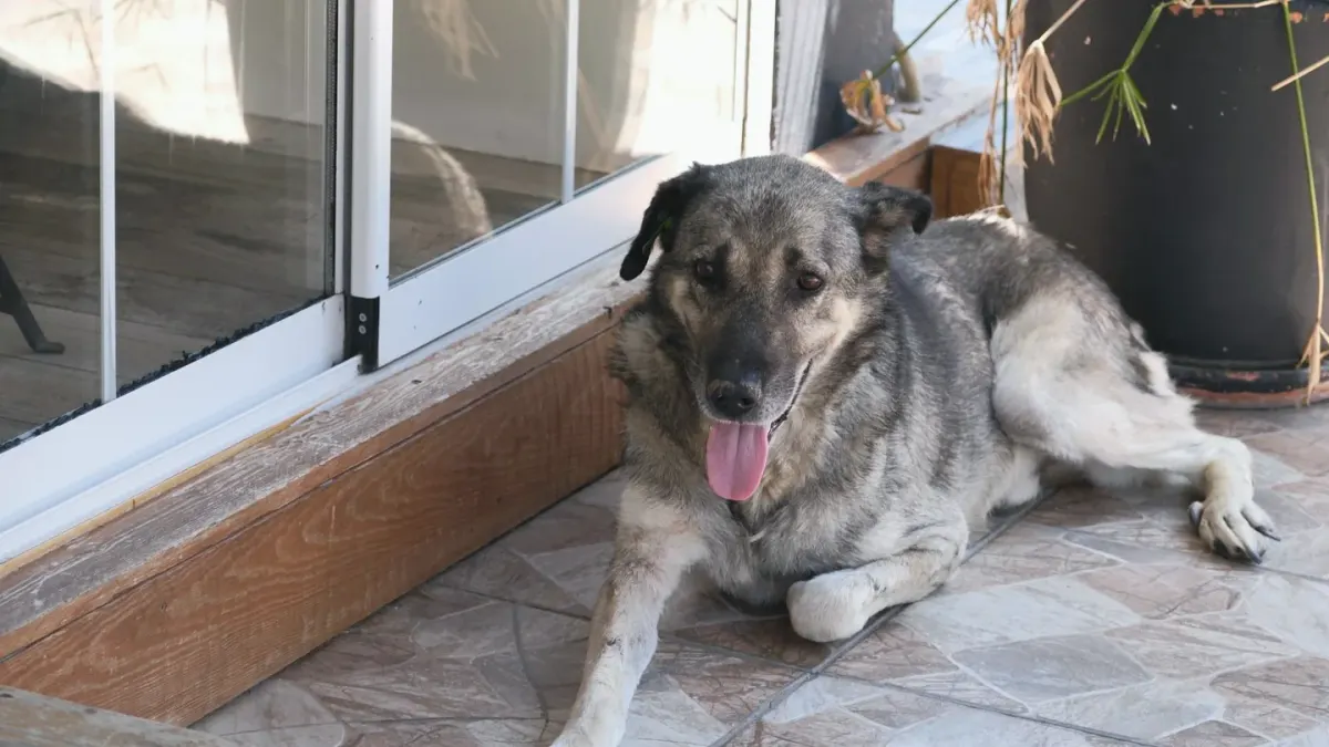 Dog resting at home