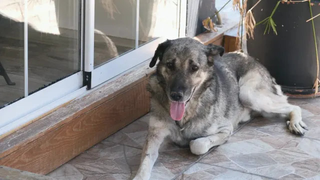 Dog resting at home