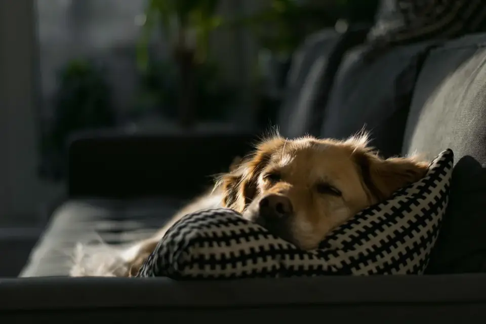 Dog resting at home