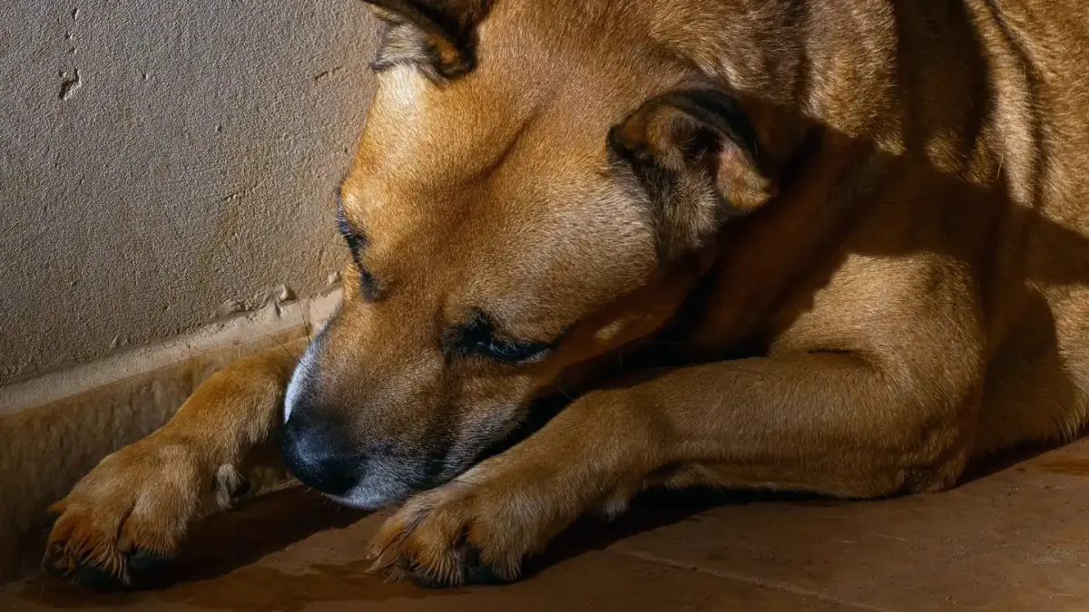 Dog resting at home