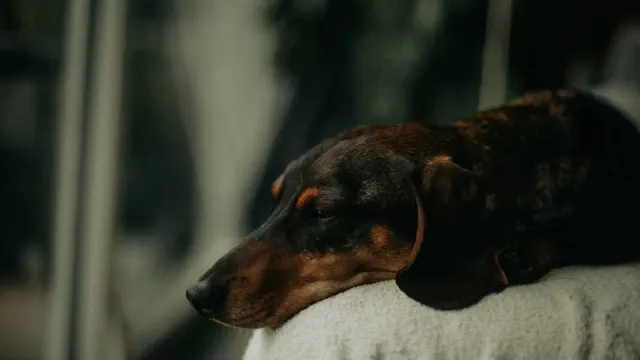 Dog resting at home