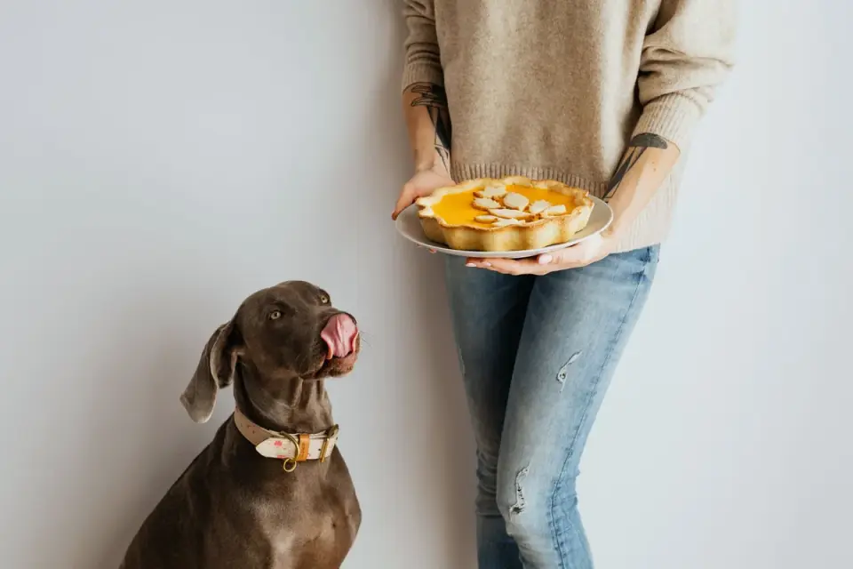 Dog taking a soft chew treat from an owner's hand in a home kitchen