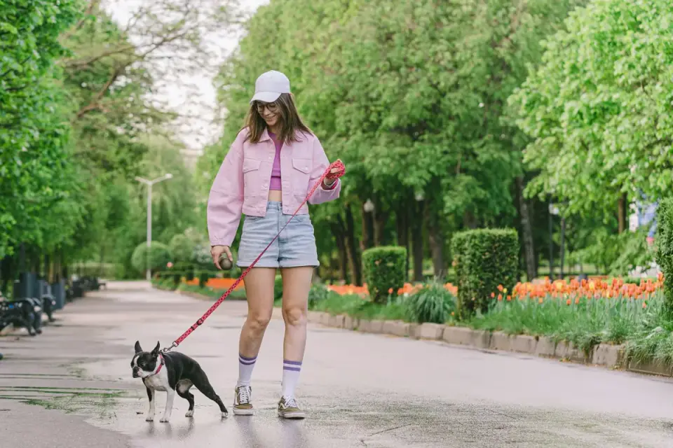 Dog walking with an owner