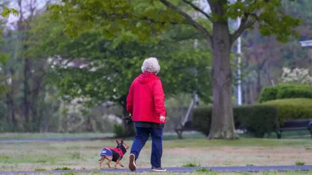 Dog walking with an owner