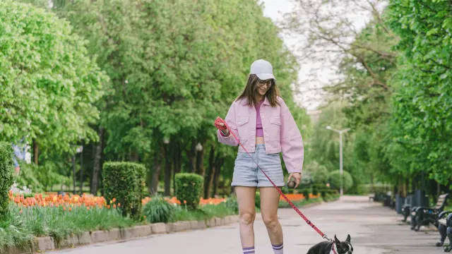 Dog walking with an owner