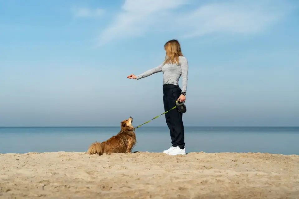 Dog walking with an owner