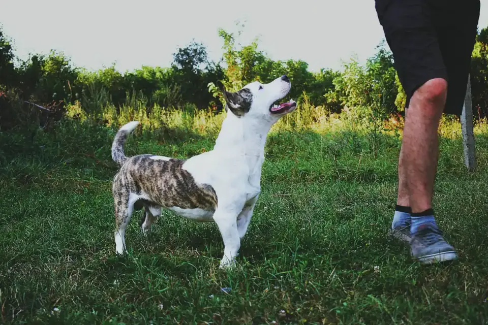 Dog walking with an owner