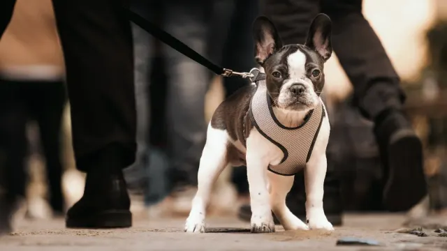 Dog walking with an owner