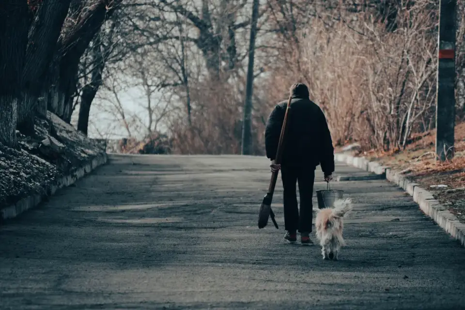 Dog walking with an owner