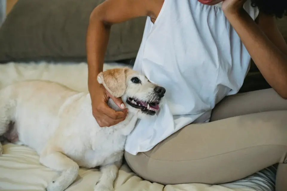 Dog with an owner at home