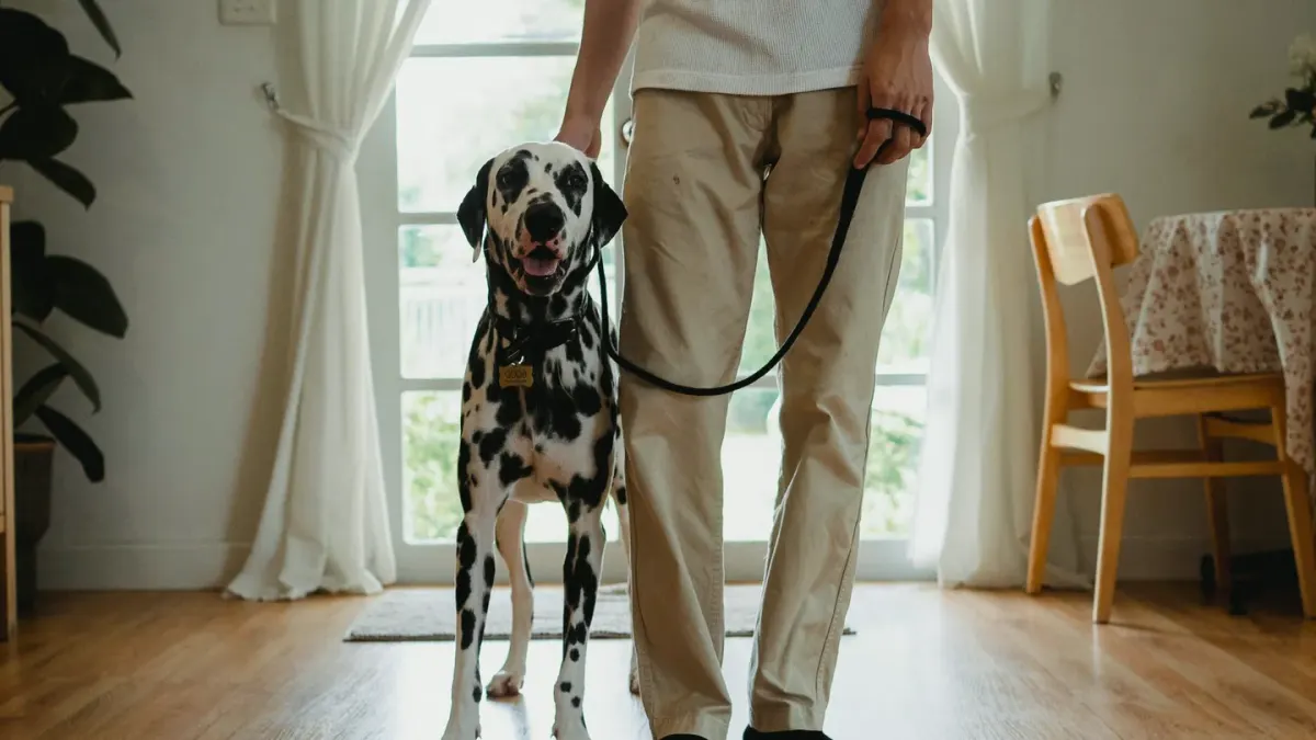 Dog with an owner at home