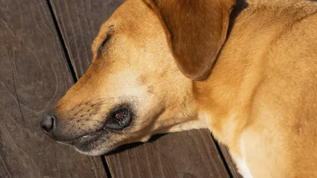 Senior mixed-breed dog resting near a staircase with front legs stretched forward