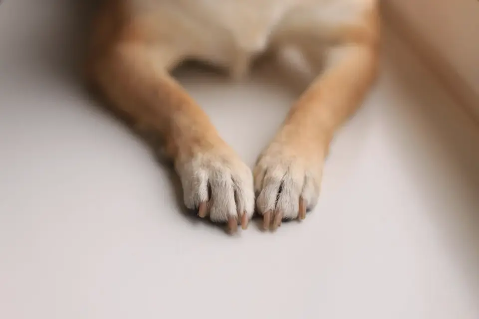 Veterinarian gently examining an older dog&#x27;s hind leg during a checkup