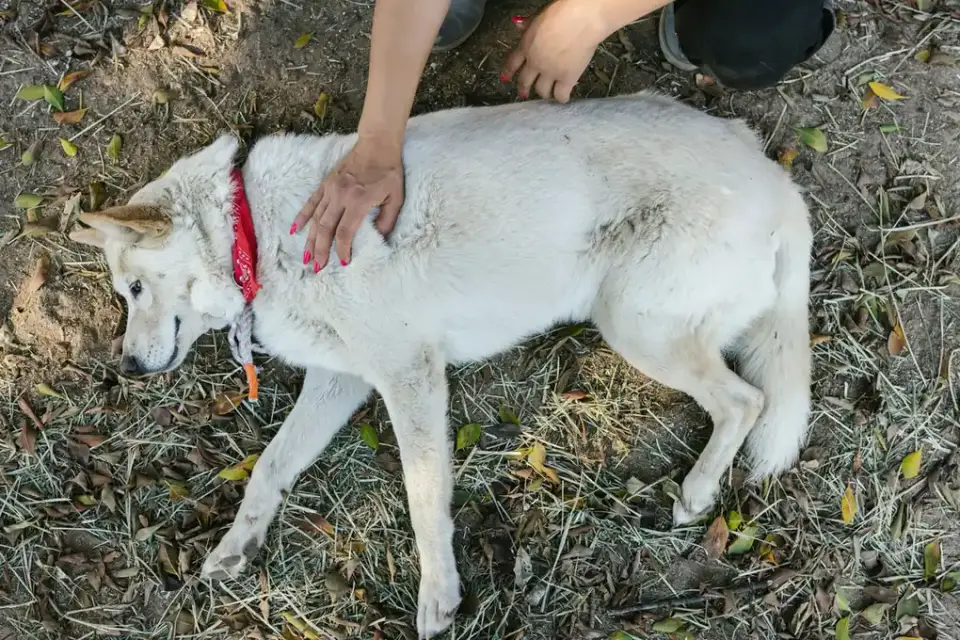 Veterinarian gently palpating a dog's hip during a mobility exam
